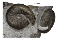 Chondroceras evolvescens